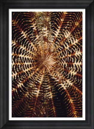 Framed Swirl - Solomon Islands Print