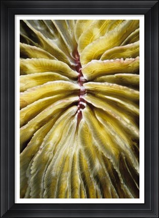 Framed Enticing - Thailand Print