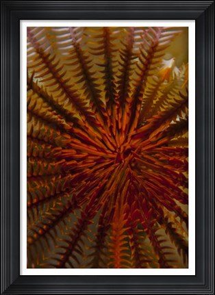 Framed Destiny - S. Raja Ampat, Indonesia Print