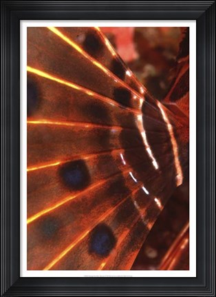 Framed Flaming Flyer - Palau, Micronesia Print