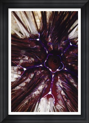Framed Passion Flower - Thailand Print