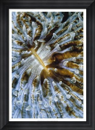 Framed Interlude - Papua New Guinea Print