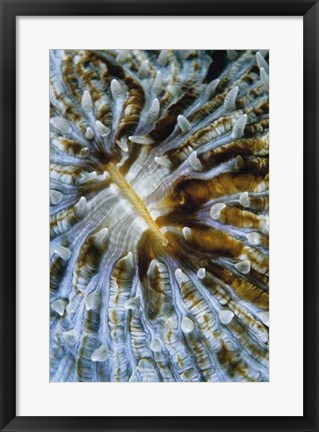 Framed Interlude - Papua New Guinea Print