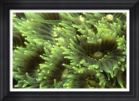 Framed Tender Moment - Indonesia Print