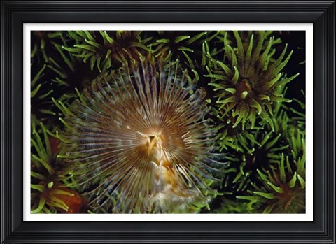 Framed Enchanting - Indonesia Print