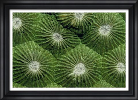 Framed Greenlicious - Thailand Print