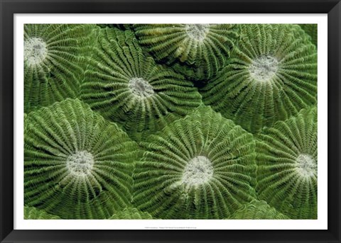 Framed Greenlicious - Thailand Print