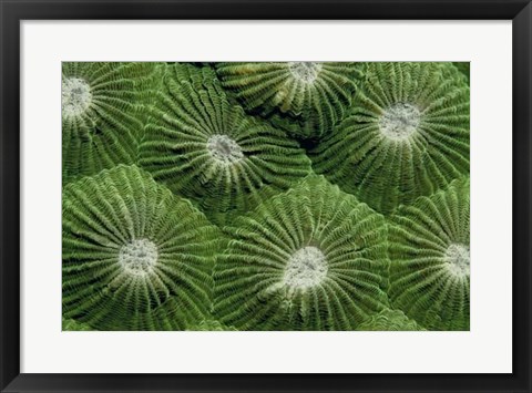 Framed Greenlicious - Thailand Print