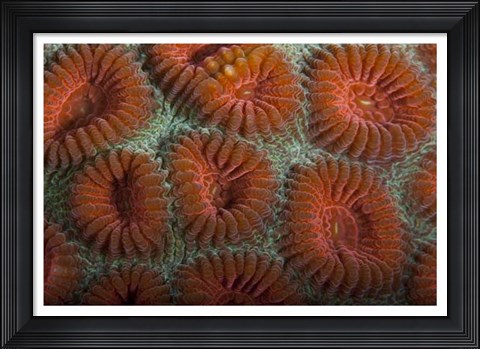 Framed Orange Dream - S. Raja Ampat, Indonesia Print