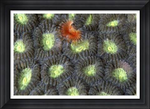 Framed Red Surprise - Indonesia Print