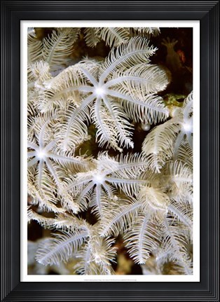Framed Feathering Flower I - Papua New Guinea Print