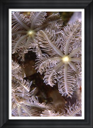 Framed Feathering Flower II - Papua New Guinea Print