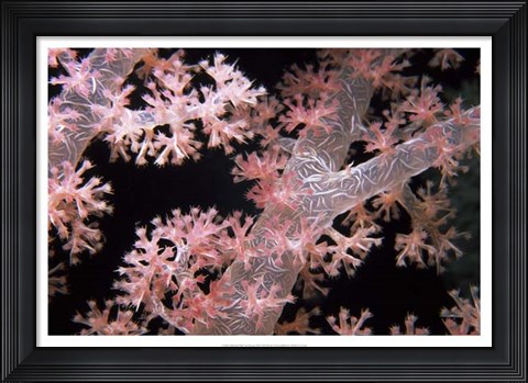 Framed Delicately Pink - Vatu Passage, Fiji Print