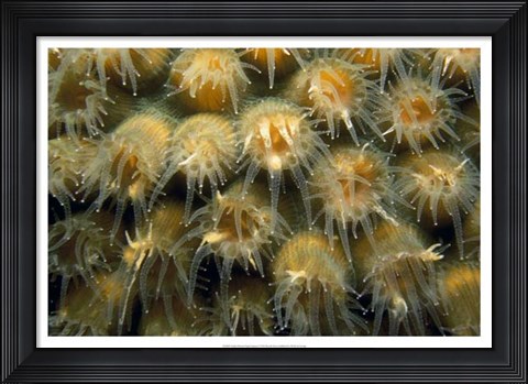 Framed Tender Passion - Negril, Jamaica Print