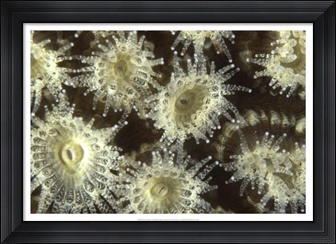 Framed Shower Flower - Central Raja Ampat, Indonesia Print