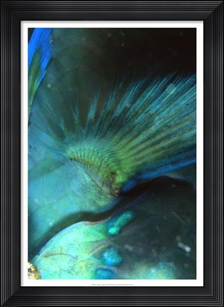 Framed Finality - Australia Print