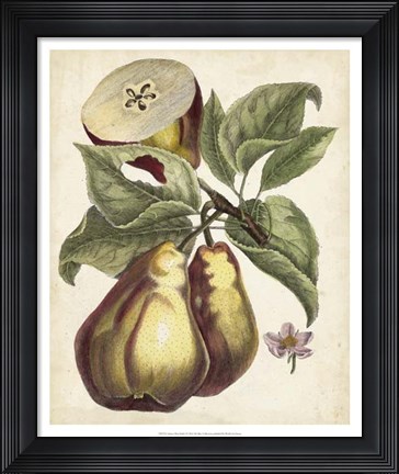 Framed Antique Pear Study I Print