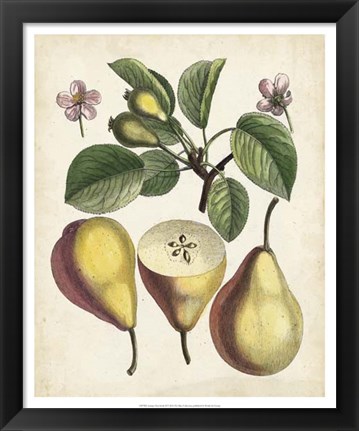 Framed Antique Pear Study II Print