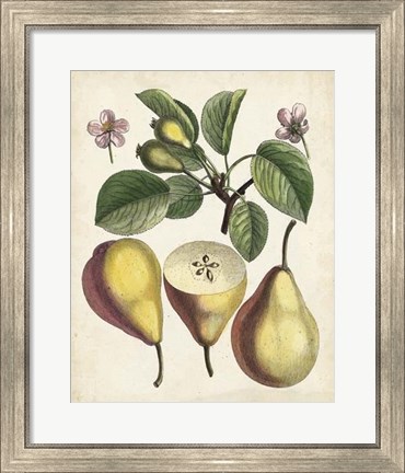Framed Antique Pear Study II Print