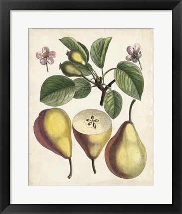 Framed Antique Pear Study II Print