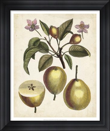 Framed Antique Pear Study III Print