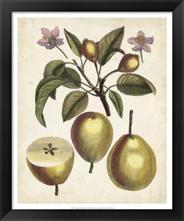 Framed Antique Pear Study III Print