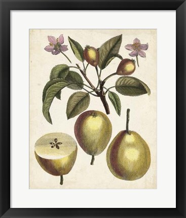 Framed Antique Pear Study III Print