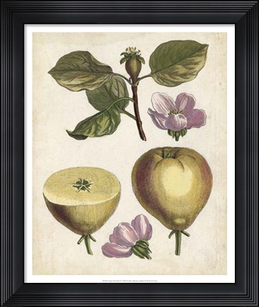 Framed Antique Pear Study IV Print
