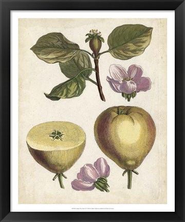 Framed Antique Pear Study IV Print