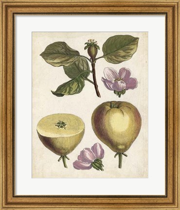 Framed Antique Pear Study IV Print
