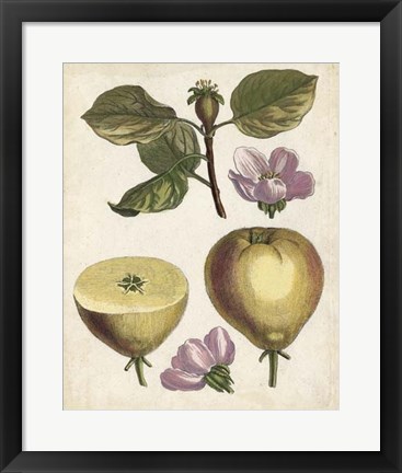 Framed Antique Pear Study IV Print