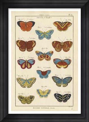 Framed Histoire Naturelle Butterflies I Print