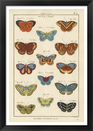 Framed Histoire Naturelle Butterflies I Print