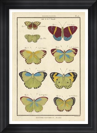 Framed Histoire Naturelle Butterflies II Print