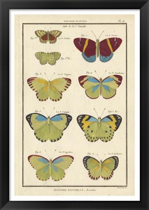 Framed Histoire Naturelle Butterflies II Print