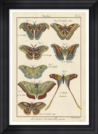 Framed Histoire Naturelle Butterflies III Print