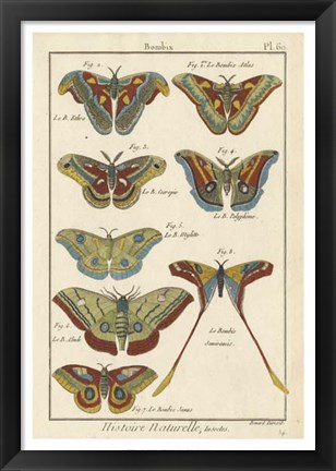 Framed Histoire Naturelle Butterflies III Print