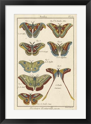 Framed Histoire Naturelle Butterflies III Print