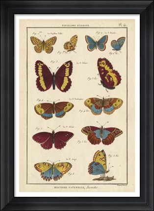 Framed Histoire Naturelle Butterflies IV Print