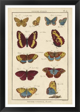 Framed Histoire Naturelle Butterflies IV Print