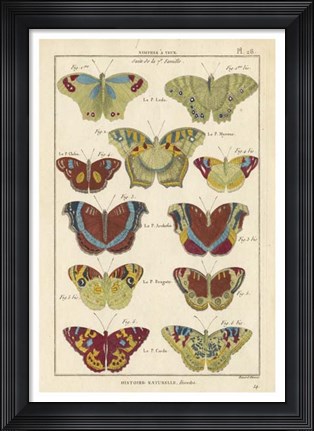 Framed Histoire Naturelle Butterflies V Print