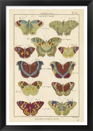 Framed Histoire Naturelle Butterflies V Print
