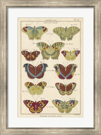 Framed Histoire Naturelle Butterflies V Print