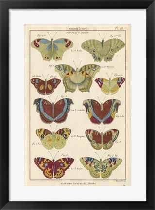 Framed Histoire Naturelle Butterflies V Print