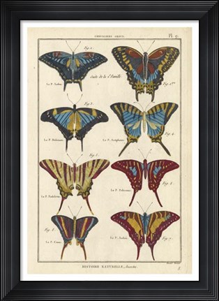 Framed Histoire Naturelle Butterflies VI Print