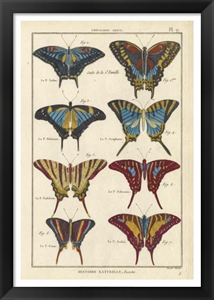 Framed Histoire Naturelle Butterflies VI Print