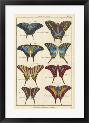 Framed Histoire Naturelle Butterflies VI Print