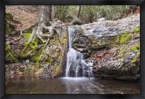 Framed Roots of Nature Print