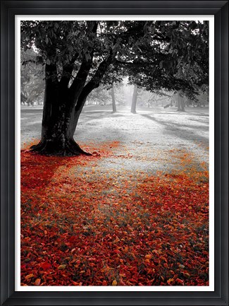Framed Autumn Contrast Print