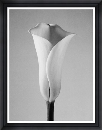 Framed Calla No. 1 Print